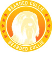 Bearded Collie Bearded Collie<br>Dog Portrait, Digital Art / Computer Art, Abstract, Animals, Digital, By MAX ART