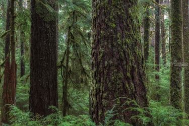 Sol Duc, Photography, Realism, Landscape, Digital, By Mike DeCesare